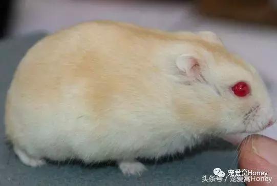 仓鼠中记忆强大的仓鼠品种,布丁仓鼠和三线仓鼠为什么会打架