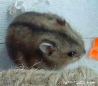 仓鼠中记忆强大的仓鼠品种,布丁仓鼠和三线仓鼠为什么会打架