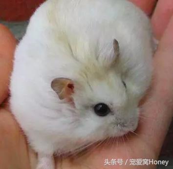 三线仓鼠和银狐仓鼠一起养可以吗,紫仓仓鼠和三线仓鼠哪个仓鼠更好