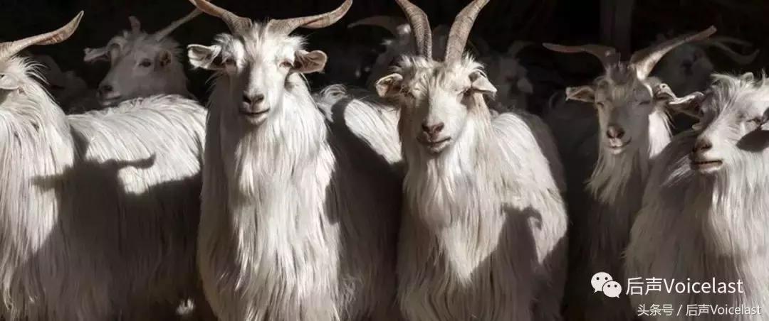 LOROPIANA（精华篇）顶奢羊绒成功之道，除了贵，可学的还有很多