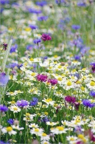 适合敏感肌的湿敷水洋甘菊,洋甘菊纯露修复敏感肌反馈