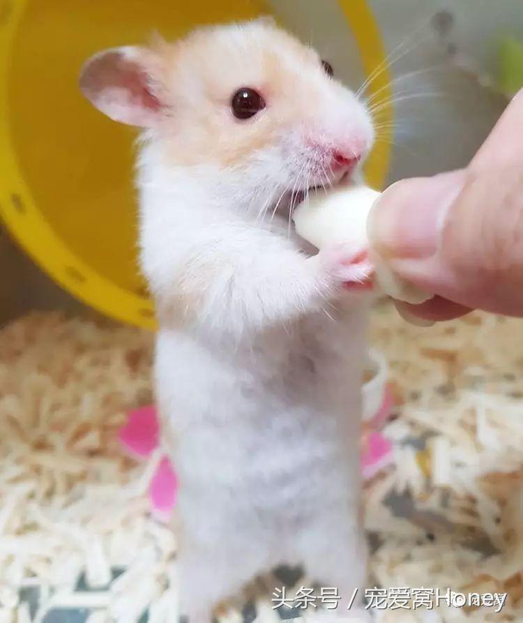 饲养仓鼠的十大禁忌有哪些,仓鼠饲养十大禁忌是什么