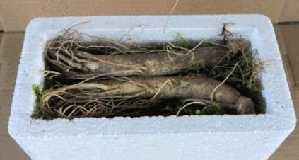 长白山鲜人参怎么吃效果最好,长白山鲜人参为什么那么便宜