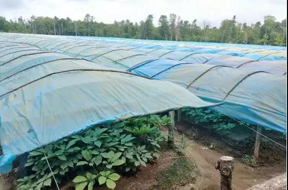 长白山鲜人参怎么吃效果最好,长白山鲜人参为什么那么便宜