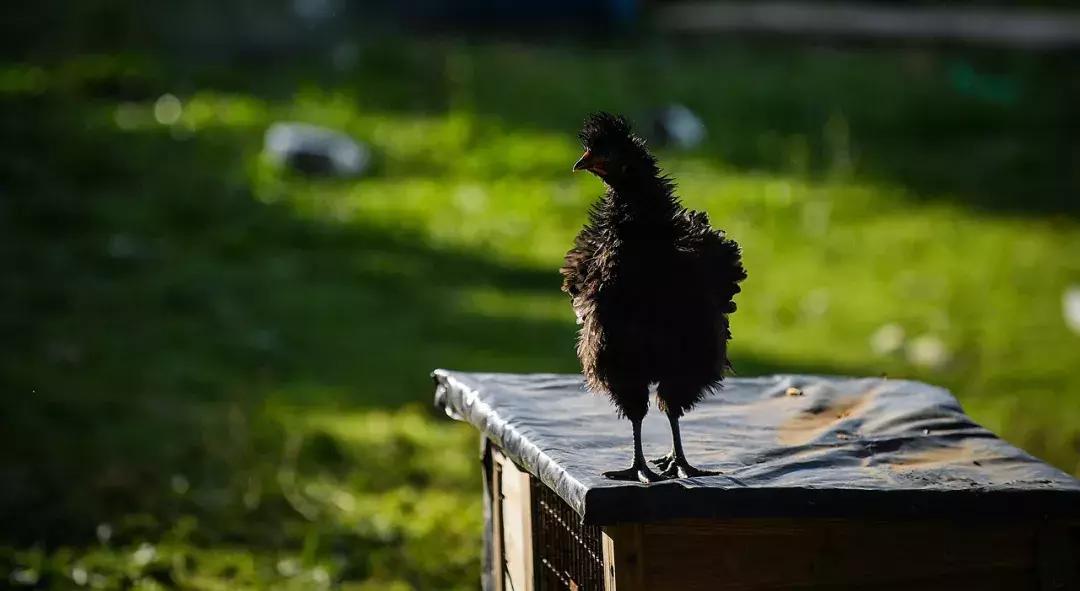 有超大草坪的庄园,大型生态农场庄园10万亩