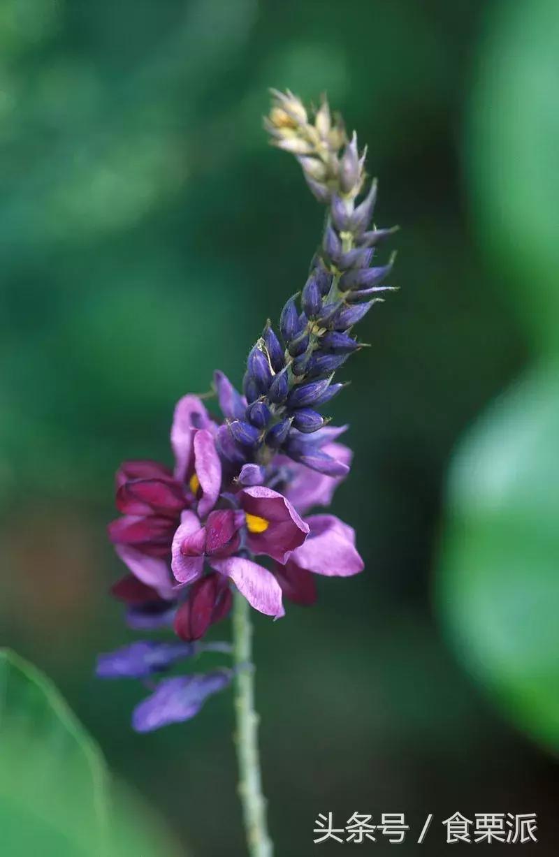 日本暴瘦肚子神器,日本瘦肚子药品