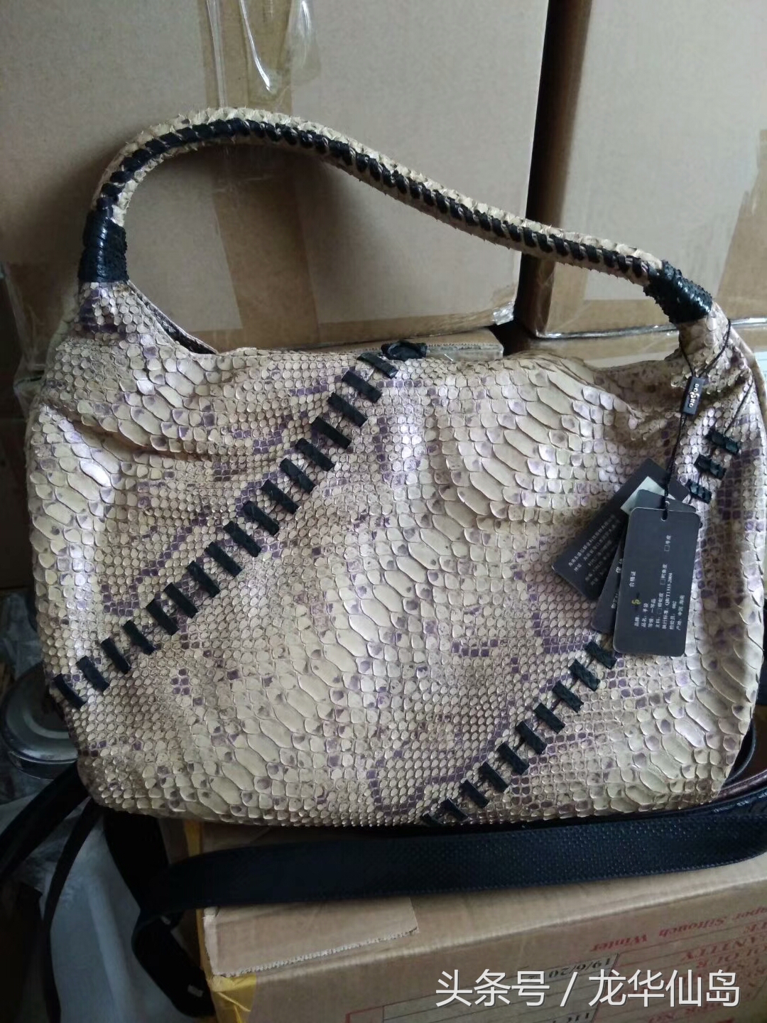 热带雨林探险之旅遇见蛇,亚公顶森林公园蟒蛇