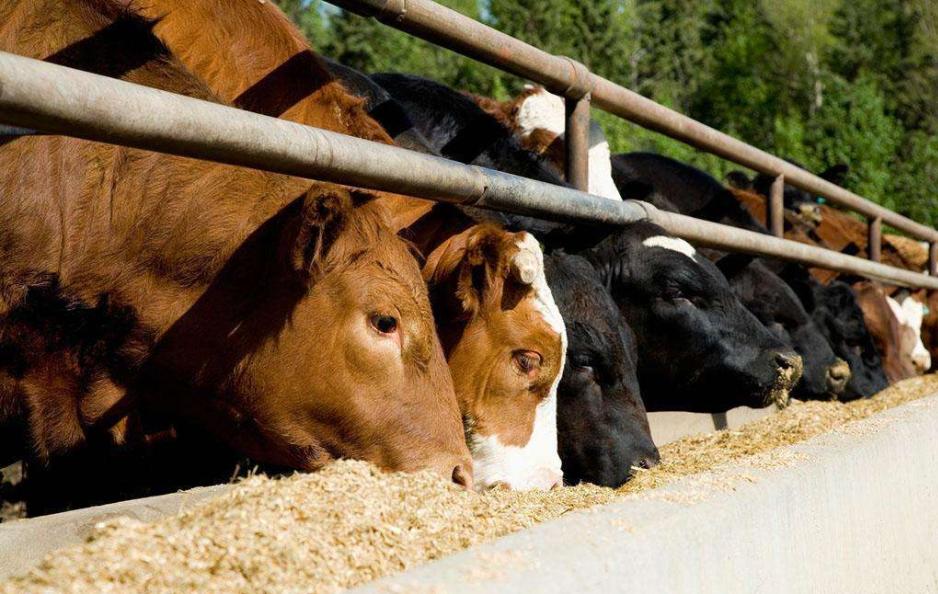 物以稀为贵，冬季牧草稀缺，养牛省草这十法更经济！