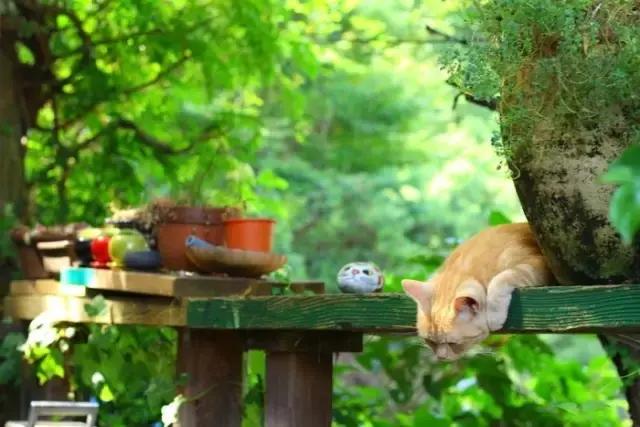 再提起广岛，脑海中不再是那首老歌或是那部黑白的法国电影