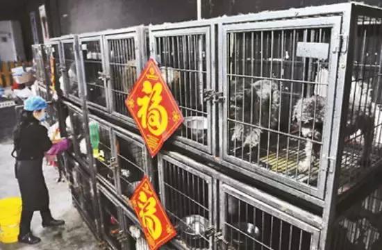 宠物寄养四大注意事项,宠物寄养注意事项和禁忌