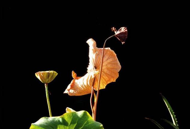 乘风破浪的励志诗词,乘风破浪的原创诗