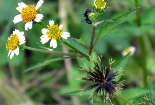 农村田间地头常见的一种植物,在农村一种植物有很神奇的妙用