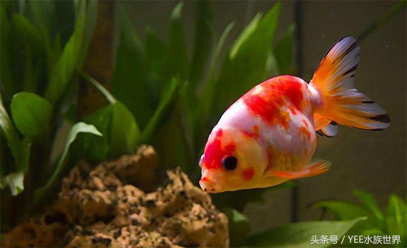 鱼缸养什么水草才不会被金鱼吃了,请问金鱼缸里养水草对金鱼有害吗