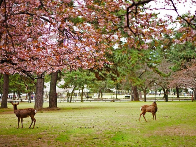 中国人去日本见啥买啥，而日本人在中国却只喜欢这两样