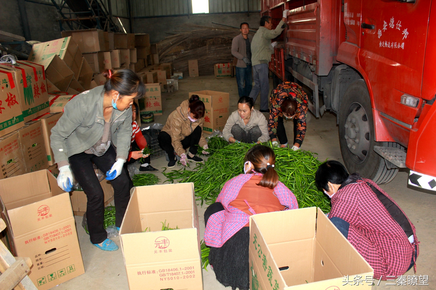 小产业引领大发展——陕西蒲城县龙池镇平头村高会学发展辣椒产业带领村民脱贫致富事迹