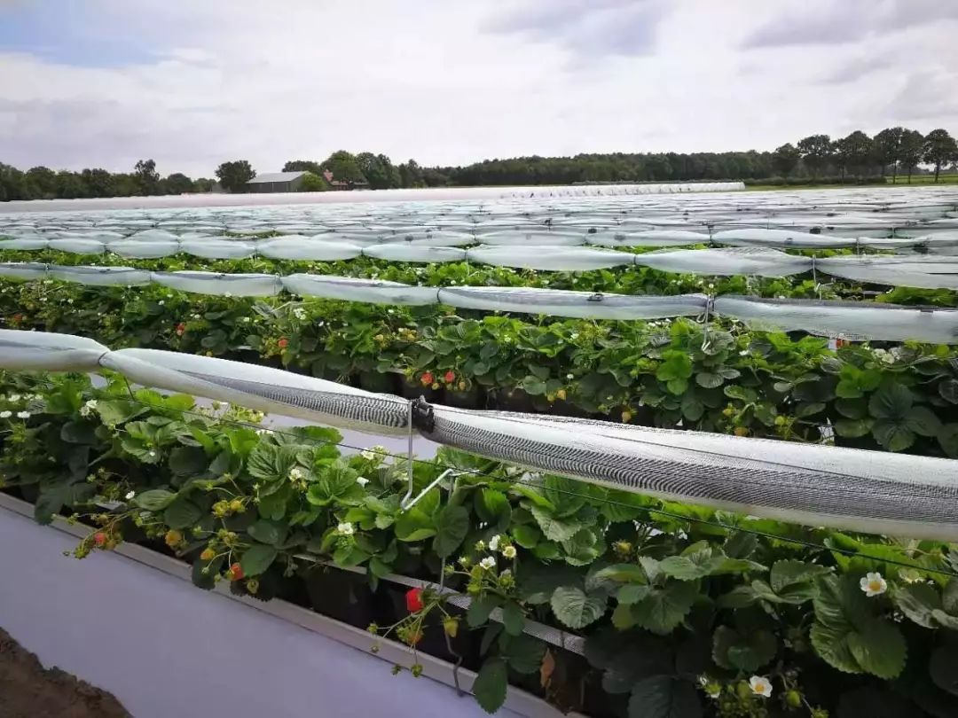 荷兰农业模式 (如何做好荷兰农业)