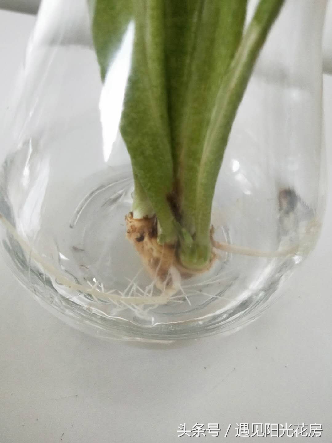 水培马蹄莲已生根发芽,马蹄莲如何水培