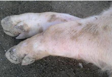 口蹄疫的预防和治疗方法,口蹄疫的预防治疗方法