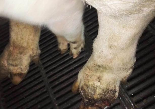 口蹄疫的诊断和治疗措施,口蹄疫病怎么预防和治疗