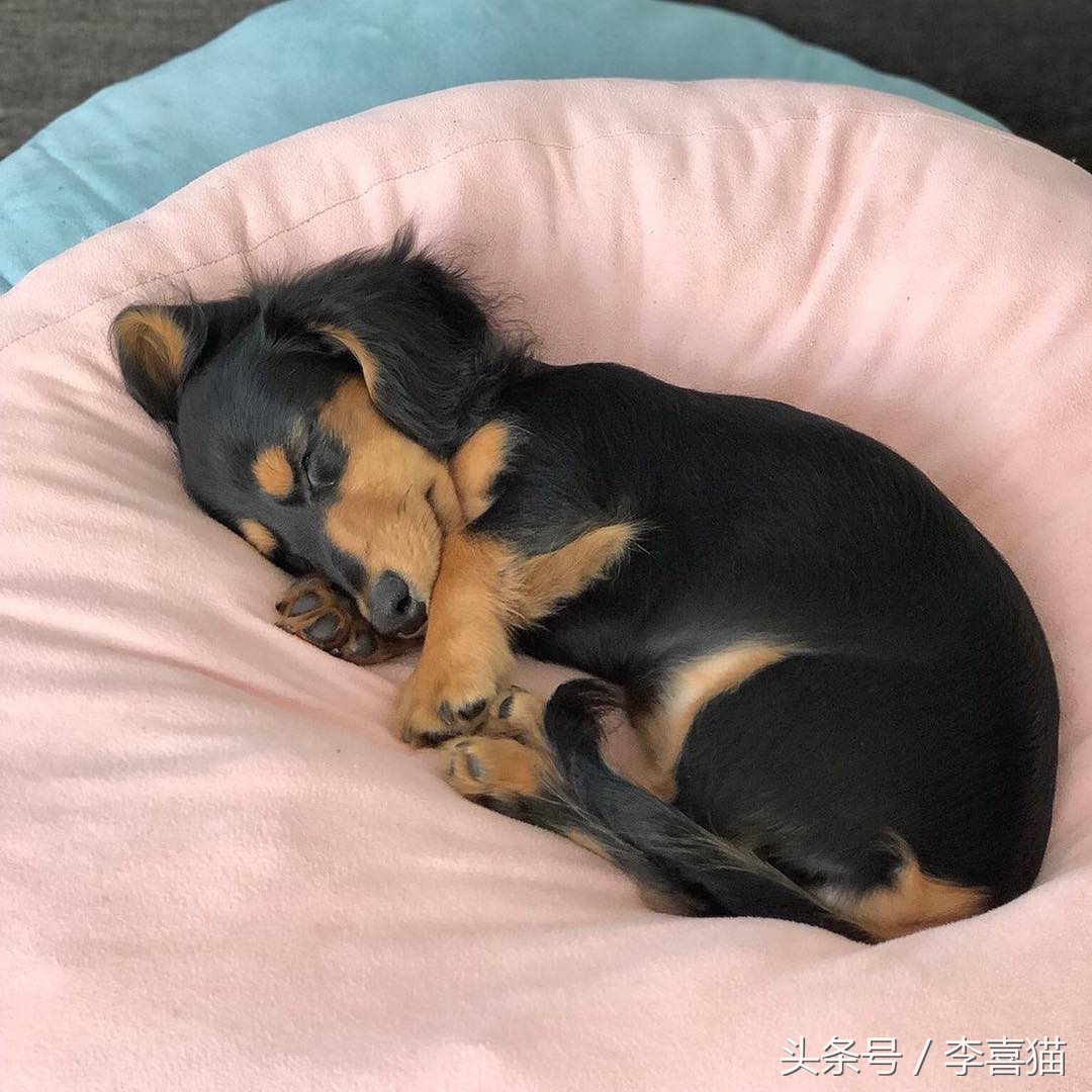 狗狗做梦很厉害,狗狗睡觉时怎样看出它在做梦