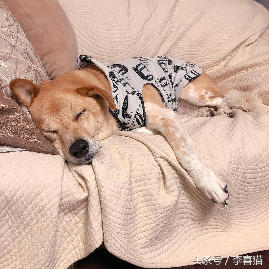 狗狗做梦很厉害,狗狗睡觉时怎样看出它在做梦