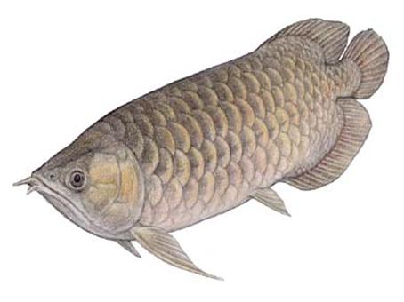 龙鱼配什么观赏鱼最好,高端观赏鱼龙鱼