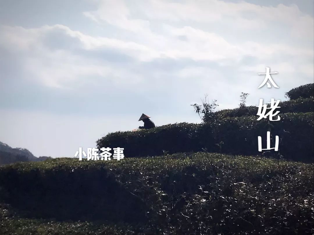 为什么网上买茶,怎么在淘宝上买茶