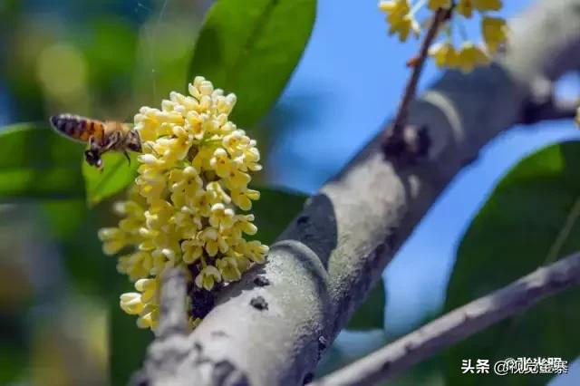 安徽金寨有棵千年“桂花王”，为国内发现最大的桂花树