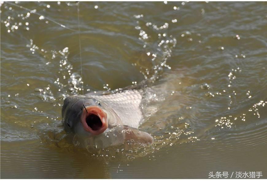 初秋野钓鱼不开口有什么解决办法,春季钓鱼鱼不开口怎么应对