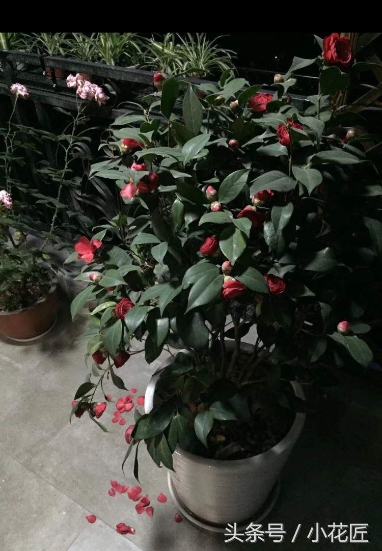 四季茶花落叶怎么挽救,茶花落叶的原因及救治方法