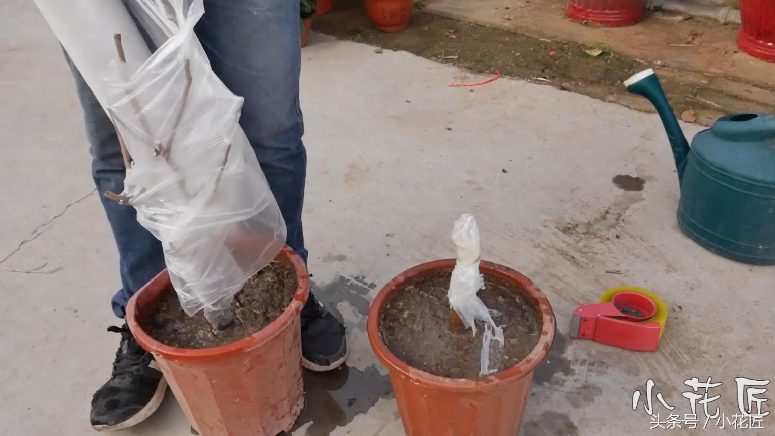 四季茶花落叶怎么挽救,茶花落叶的原因及救治方法