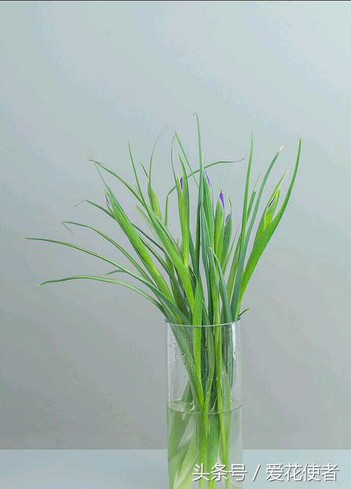 鲜花蔫了怎么办才能恢复原样,已经发蔫的鲜花怎么处理