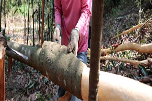 种植价值高的香料植物,农村十大香料根茎植物