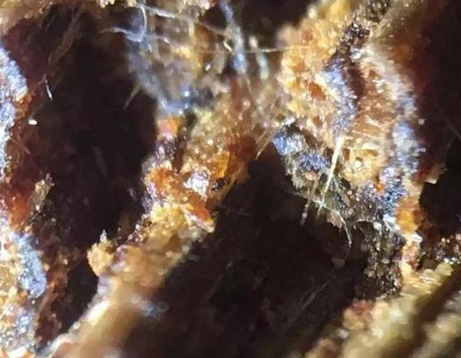 越南芽庄绿奇楠沉香怎么辨别真假,莺歌绿奇楠沉香怎么辨别真假