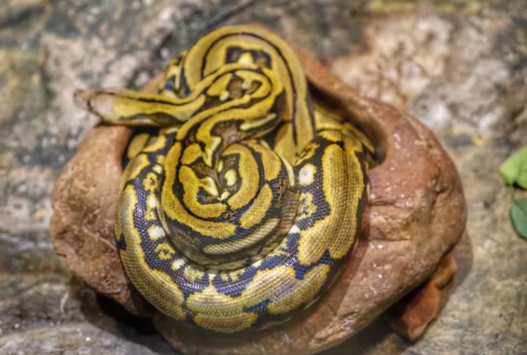 动物园万圣节里面有什么,万圣节动物王国