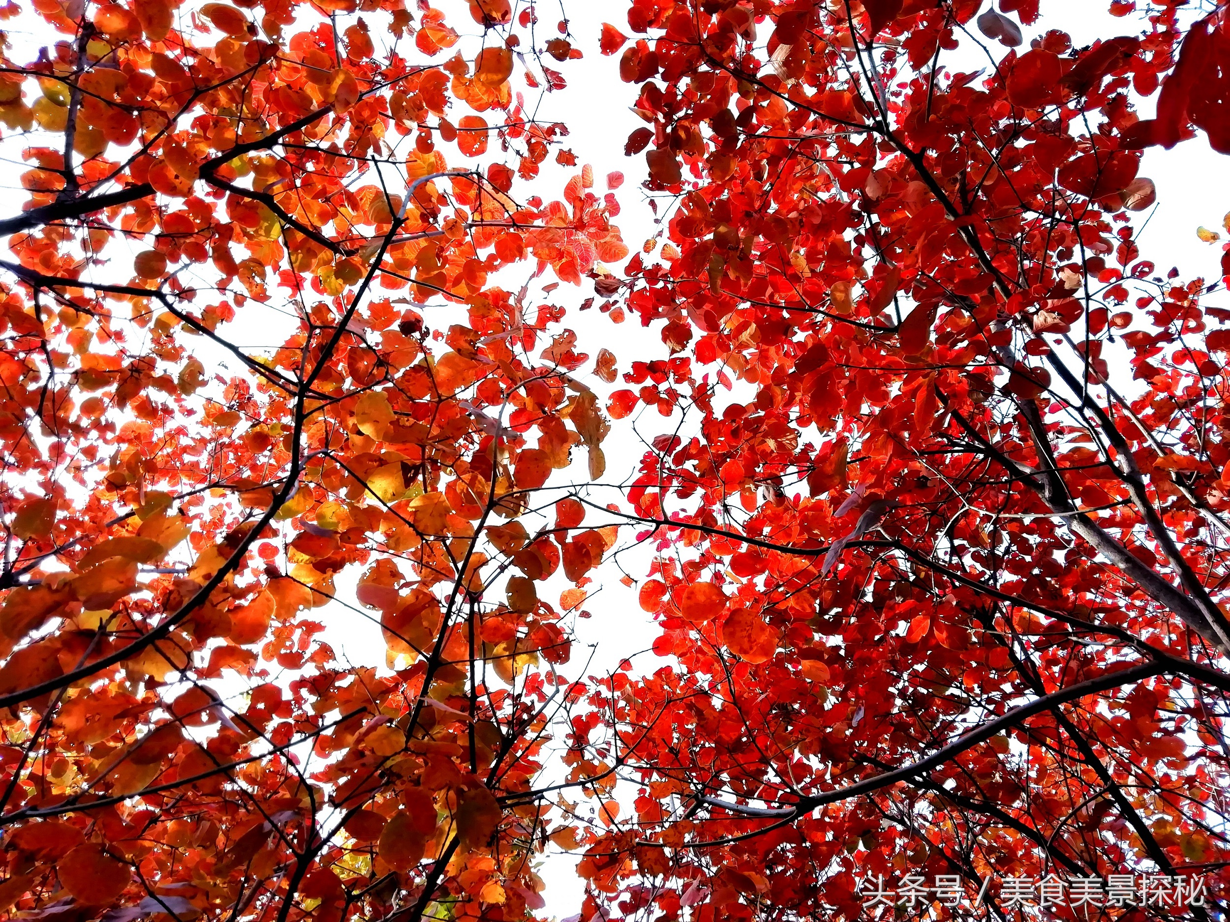 赏红叶何须去香山,赏红叶除了香山还能去哪