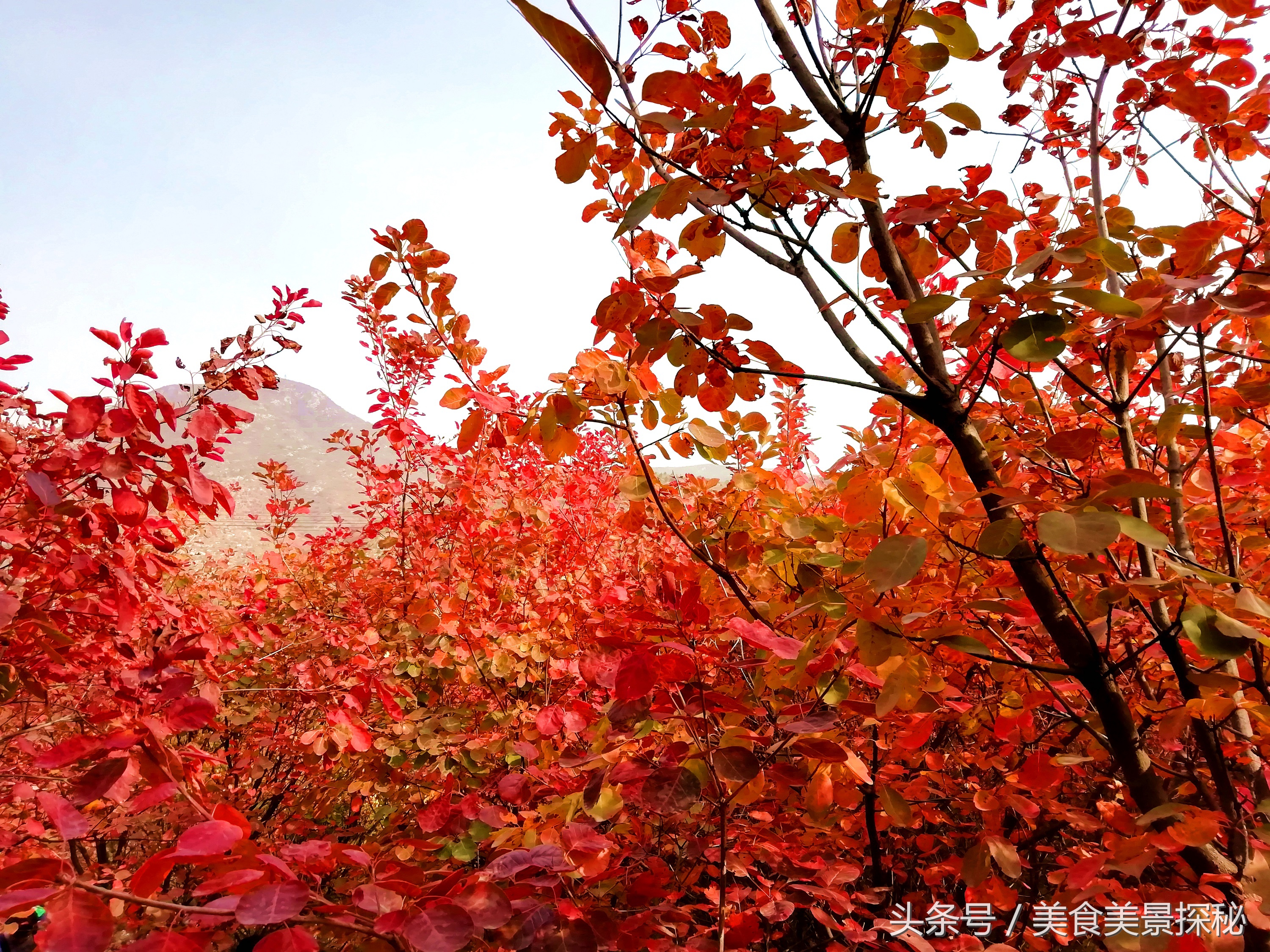 赏红叶何须去香山,赏红叶除了香山还能去哪