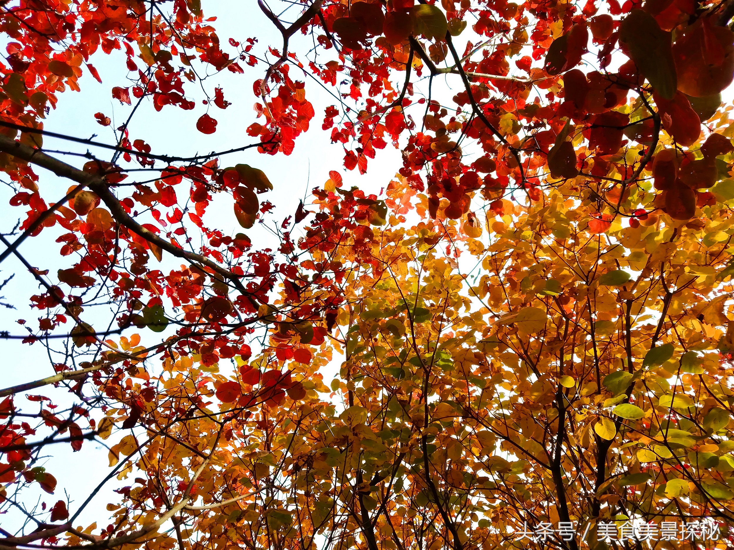 赏红叶何须去香山,赏红叶除了香山还能去哪