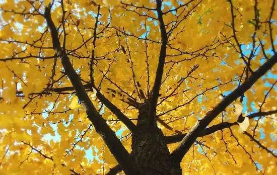 去一些风景美的地方,又到了欣赏银杏的季节治愈系风景