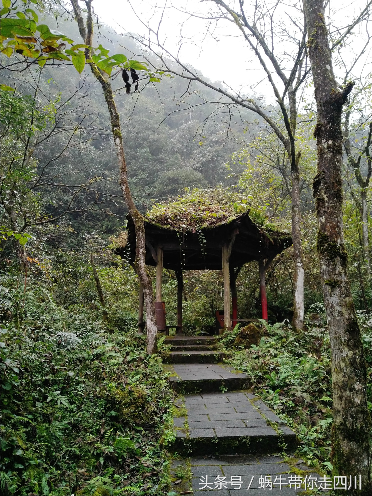 成都西岭雪山玩一天大概多少钱,成都西岭雪山旅游一日游报团