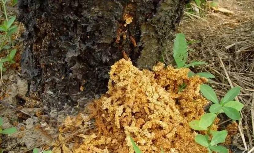 柑橘树用阿立卡如何预防天牛,柑橘树干被天牛咬后怎么处理