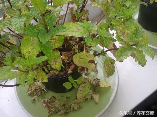 薄荷盆栽底部枯萎上面长势好,盆栽薄荷放什么好养活