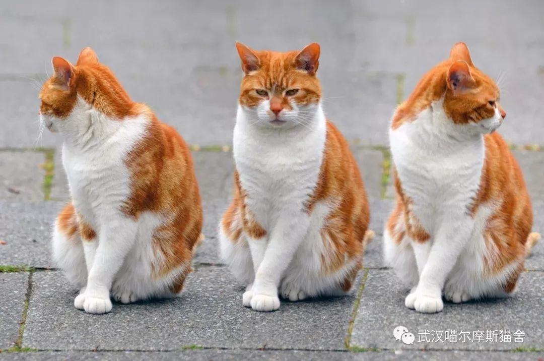 为什么公猫在交配时会抓母猫的颈背？