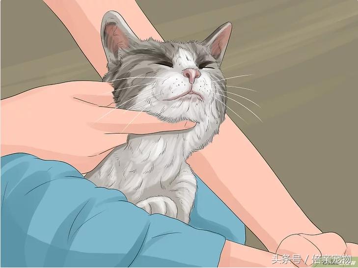 如何让猫咪爱上你,如何让猫咪喜欢你粘着你