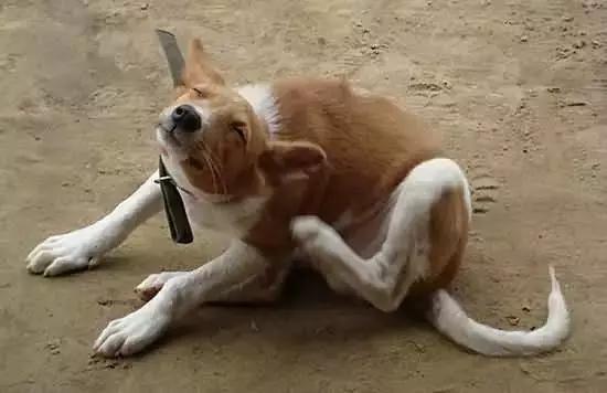 主人给狗狗洗澡溅一身水,给狗狗洗澡用错沐浴露没事吧