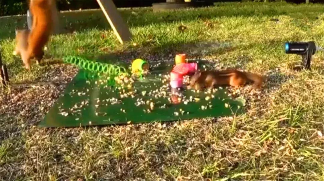 花栗鼠吃松鼠视频,花栗鼠吃虫子视频