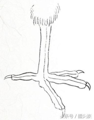 禽鸟脚爪结构图大全,鸟爪子的画法和技巧