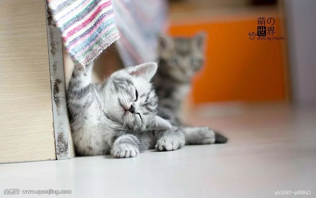 猫咪脱肛自己缩回去了,猫咪脱肛的原因及治疗