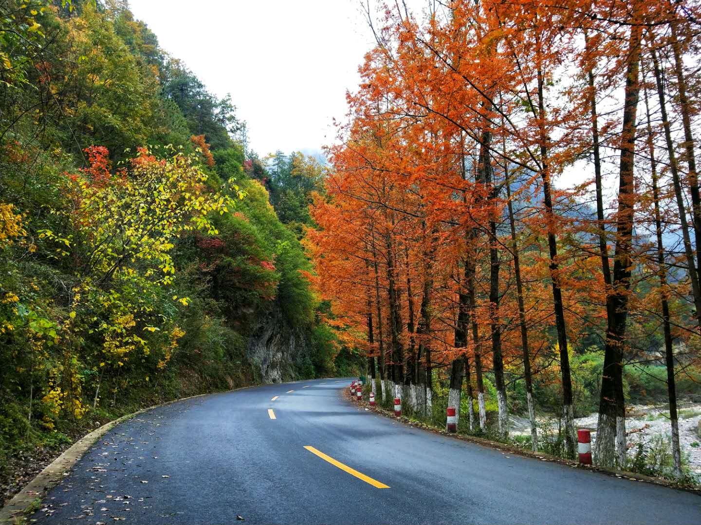 秋景西安好去处,雨后遇晴天留坝寻秋色