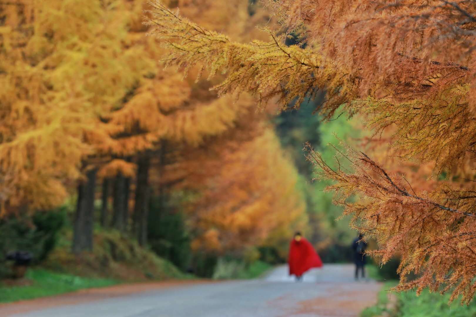 秋景西安好去处,雨后遇晴天留坝寻秋色
